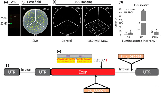 Preliminary analysis reveals that RCF1 confers resistance to Pseudomonas syringae pv. tomato DC3000 but impairs Botrytis cinerea infection