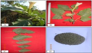 Estimation of phytochemical constituents in three plants widely used for traditional treatment of ashtma in Myanmar