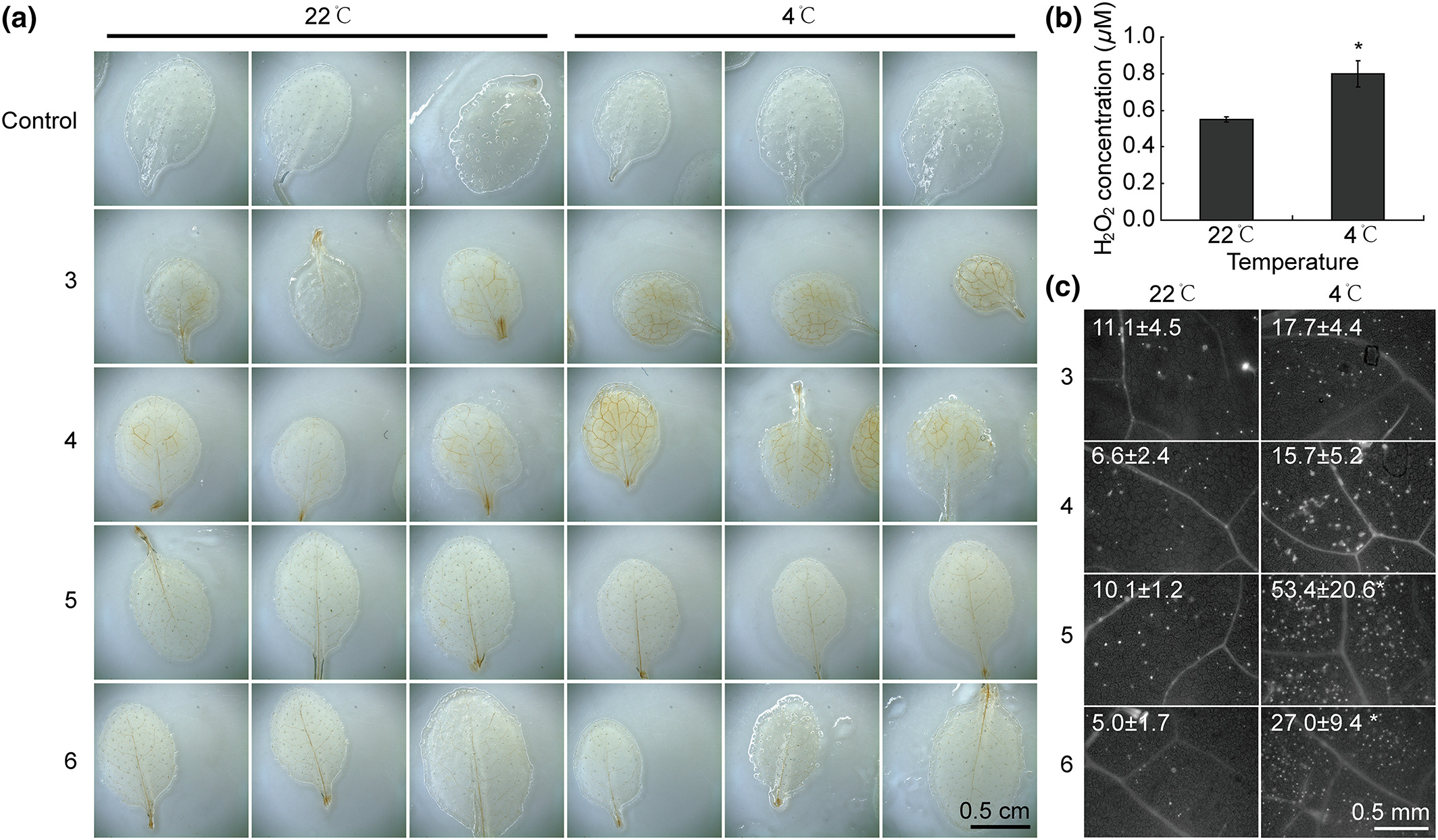 Cold stress activates disease resistance in Arabidopsis thaliana through a salicylic acid dependent pathway