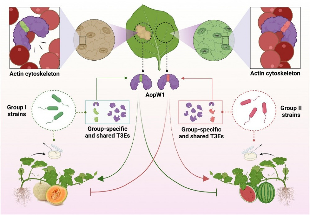 Bacterial Fruit Blotch