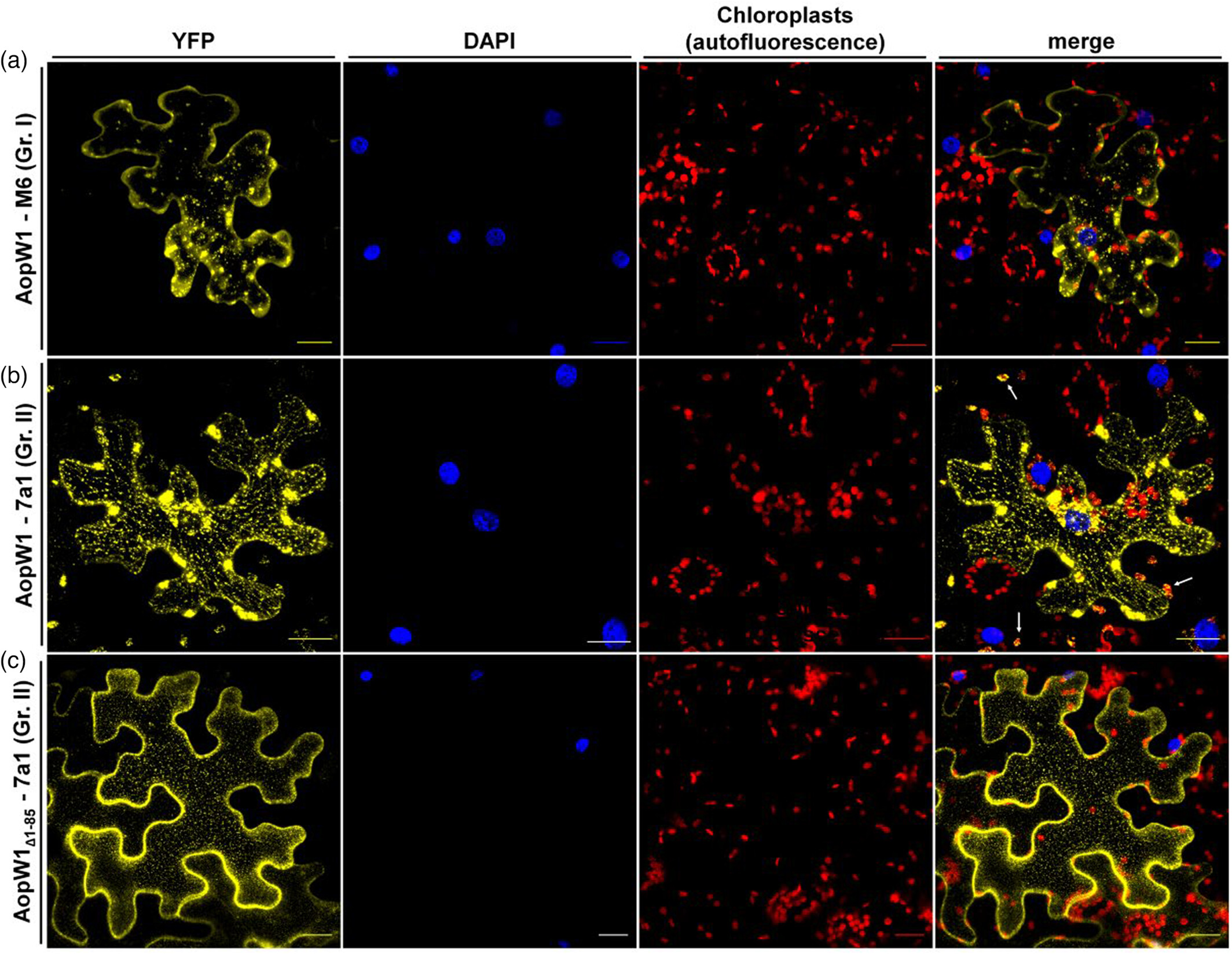 Natural variation in a short region of the Acidovorax citrulli type III-secreted effector AopW1 is associated with differences in cytotoxicity and host adaptation